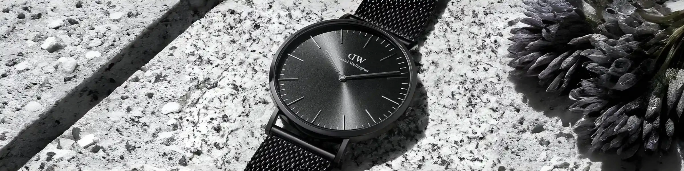 00-dong-ho-daniel-welliington.webp